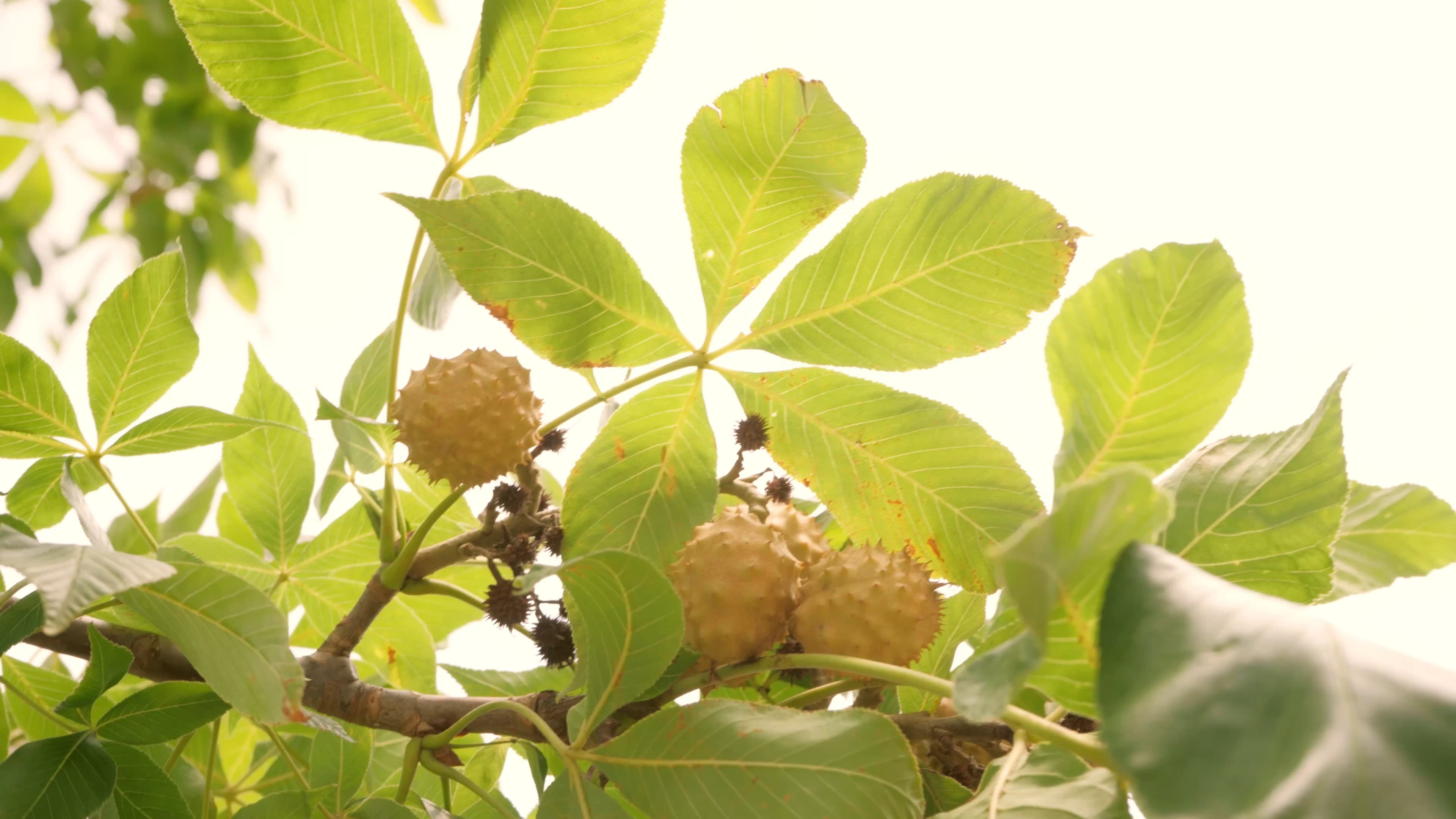 A buckeye nut emerging from its spiky green husk, resting on compound leaves
