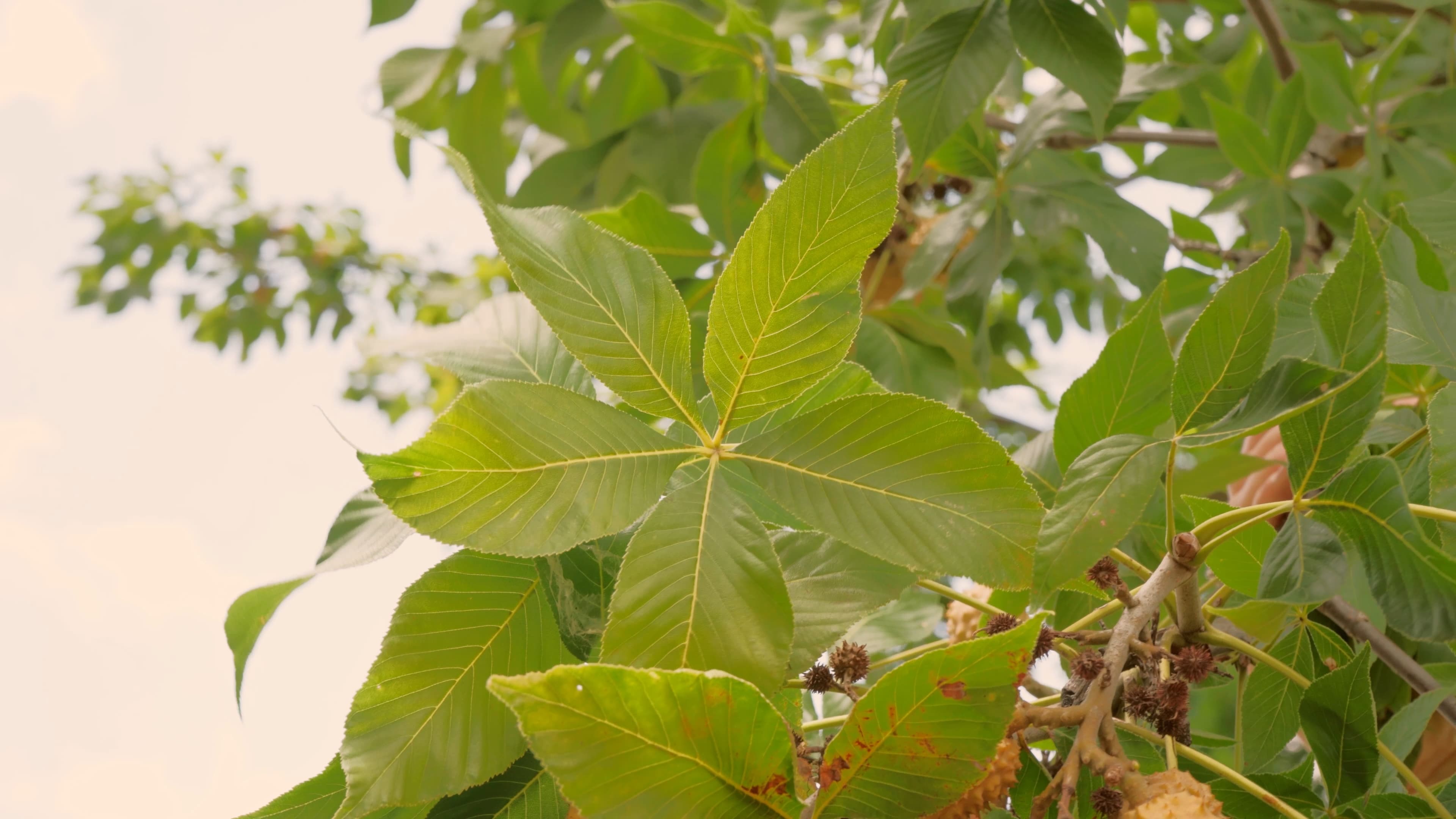 Palmate compound leaves and white flower clusters of the Ohio buckeye tree